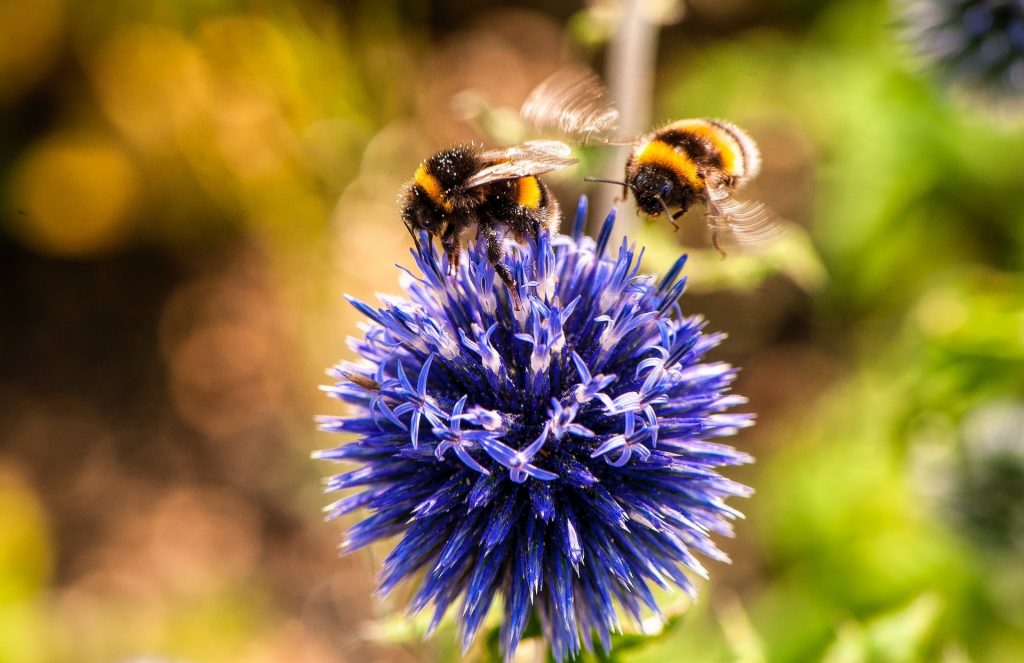 Biodiversiteit in de Warmtetransitie - Coöperatie LEO - Michael-Hodgins via Pexels