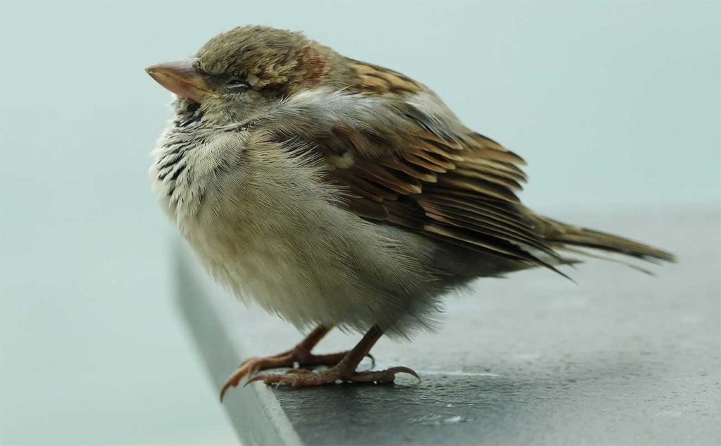 Natuurinclusief isoleren
